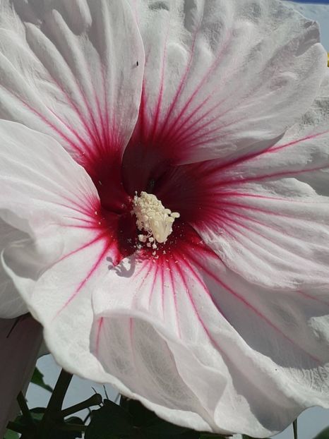  - HIBISCUS MOSCHETUOS
