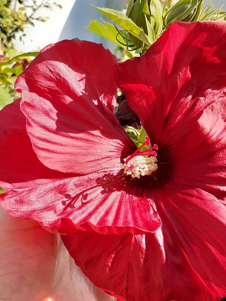 - HIBISCUS MOSCHETUOS
