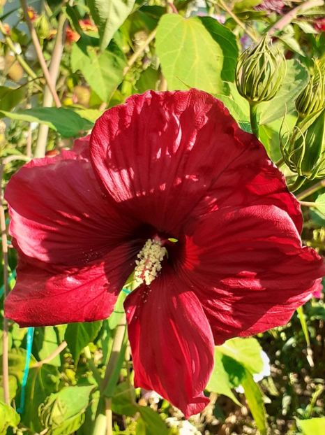  - HIBISCUS MOSCHETUOS
