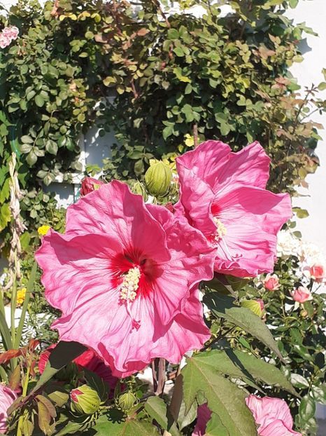  - HIBISCUS MOSCHETUOS