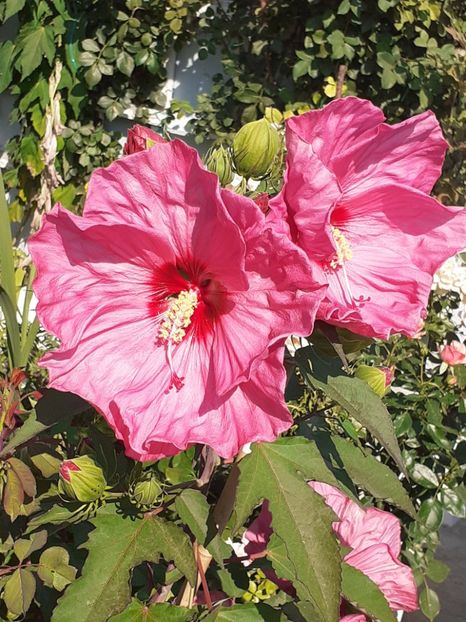 - HIBISCUS MOSCHETUOS
