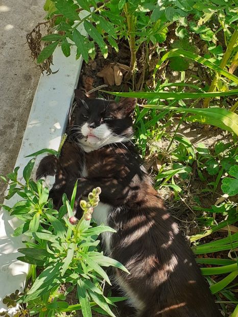  - HIBISCUS MOSCHETUOS