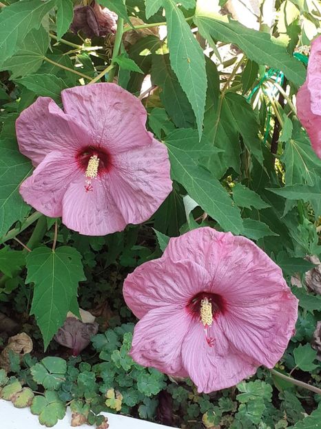 20250803_094738(0) - HIBISCUS MOSCHETUOS