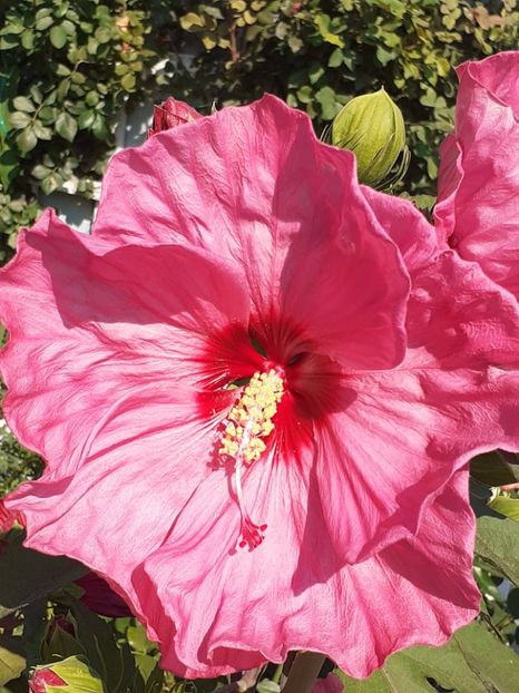  - HIBISCUS MOSCHETUOS