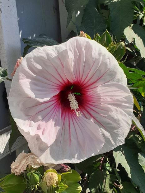  - HIBISCUS MOSCHETUOS