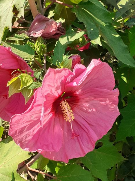  - HIBISCUS MOSCHETUOS