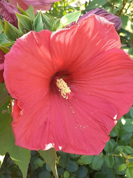 20250803_094649(0) - HIBISCUS MOSCHETUOS