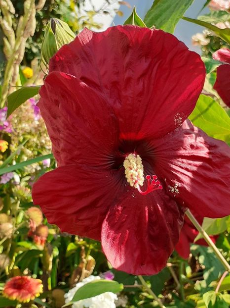  - HIBISCUS MOSCHETUOS