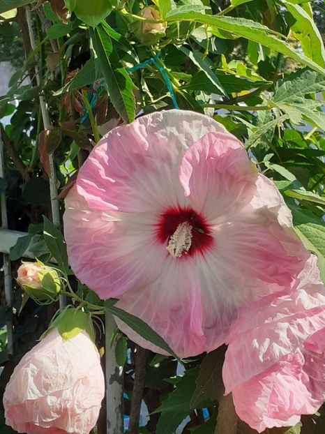  - HIBISCUS MOSCHETUOS