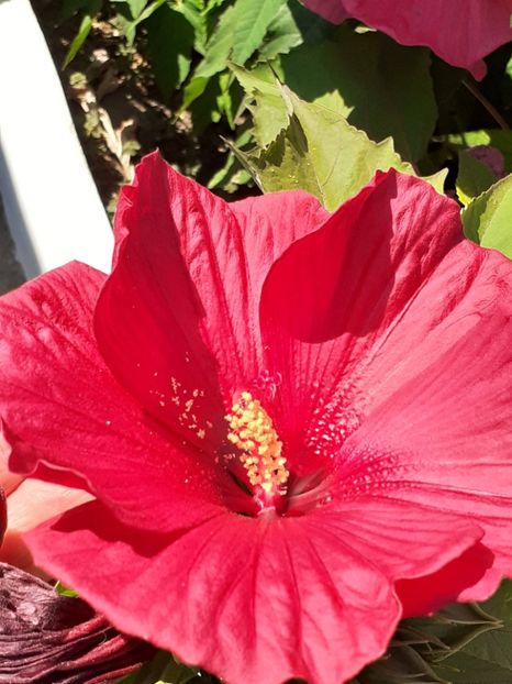  - HIBISCUS MOSCHETUOS