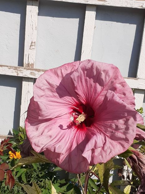 - HIBISCUS MOSCHETUOS