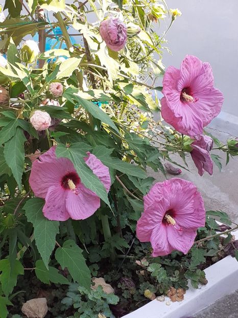  - HIBISCUS MOSCHETUOS