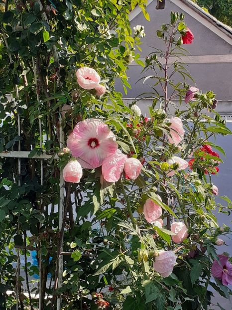  - HIBISCUS MOSCHETUOS