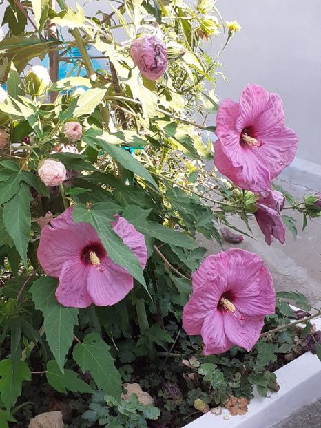  - HIBISCUS MOSCHETUOS