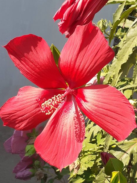  - HIBISCUS MOSCHETUOS