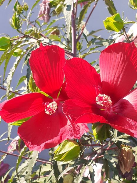  - HIBISCUS MOSCHETUOS