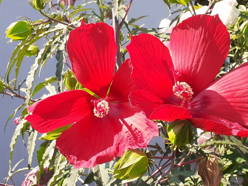  - HIBISCUS MOSCHETUOS