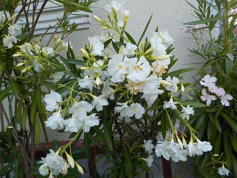  - mont blanc leandru nr 22