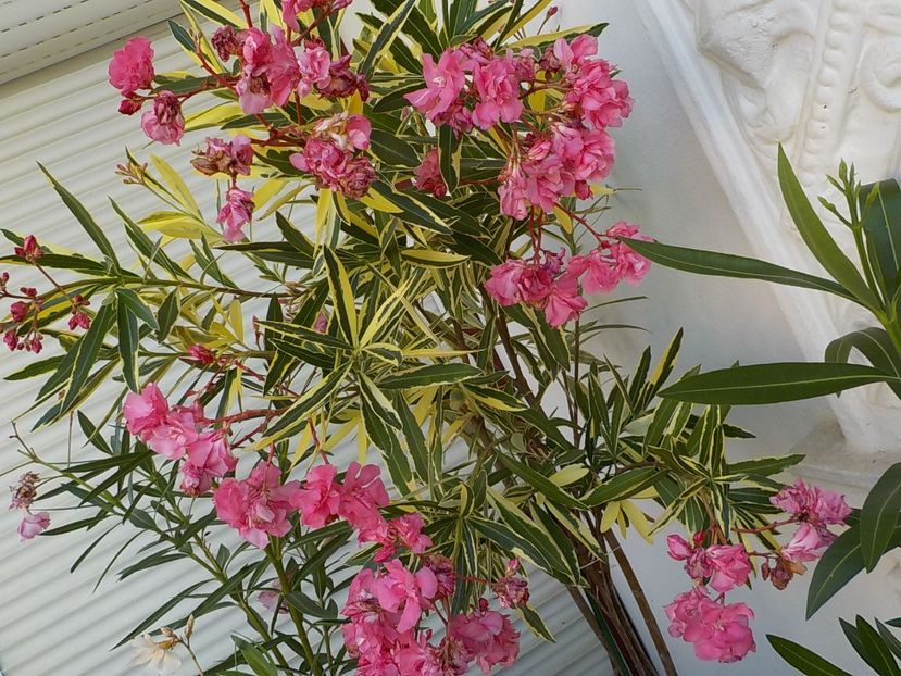  - variegat nr 24