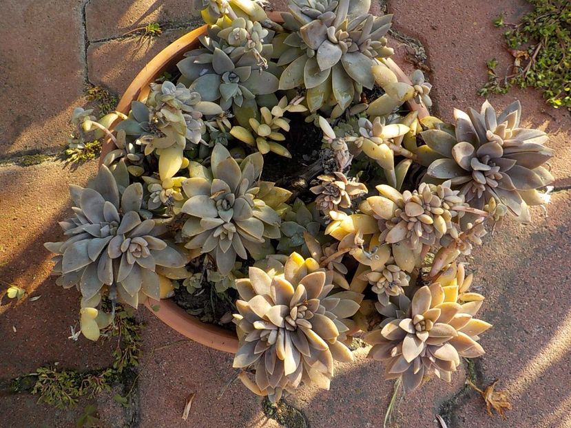  - graptopetalum paraguyense