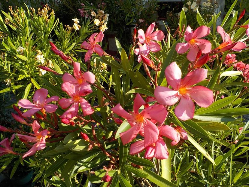  - maresciallo graziani nr 79