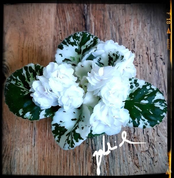 Watermelon Snow - AA Pachet violete mini