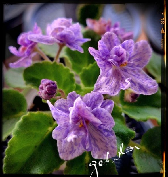 AV Fantaserka - AA Pachet violete mini
