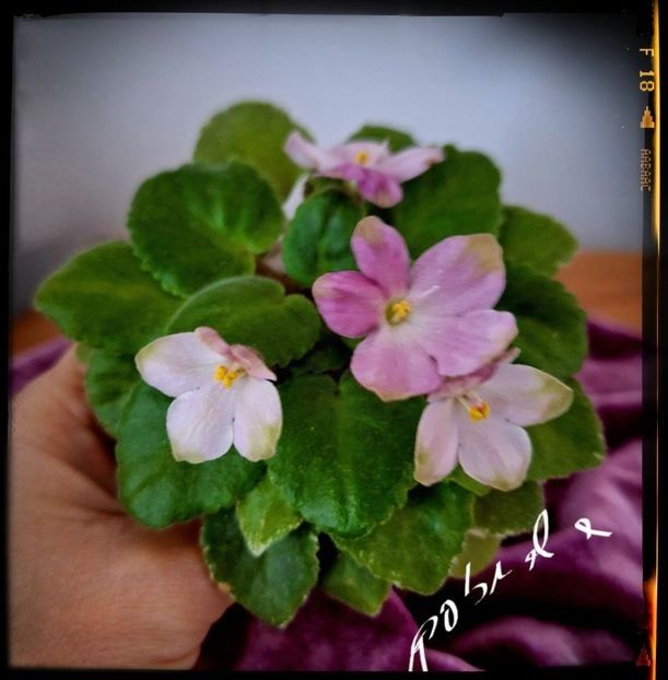 N Chudesa v Reshete ( mini ) - AA Pachet violete mini