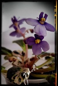 Princes Blue Eyes - AA Pachet violete mini