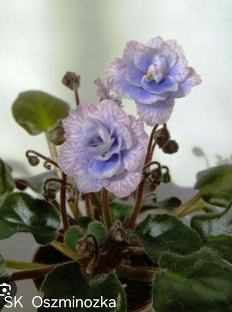 Poză net - SK Oszminozka