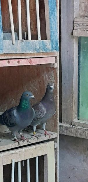 Lady 11 - Performanta