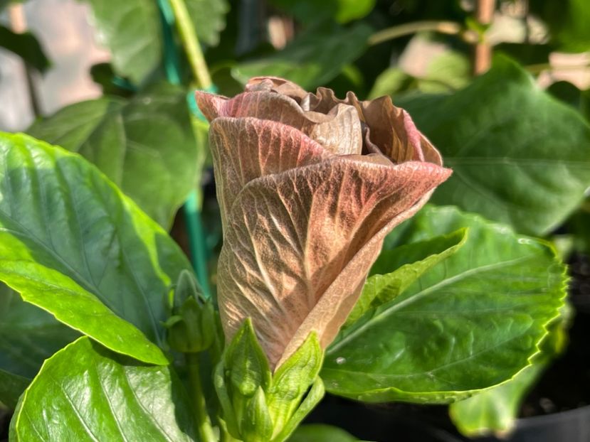  - Teng s black phantom