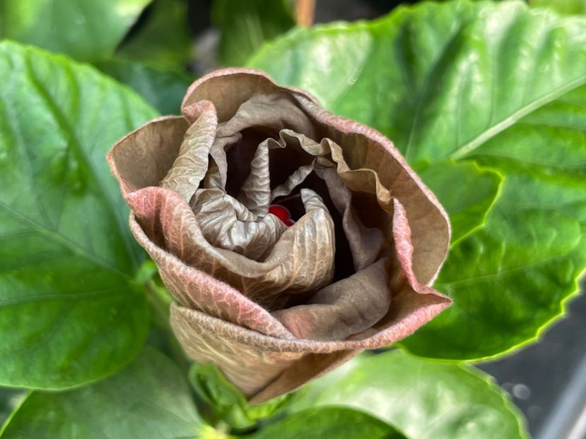  - Teng s black phantom