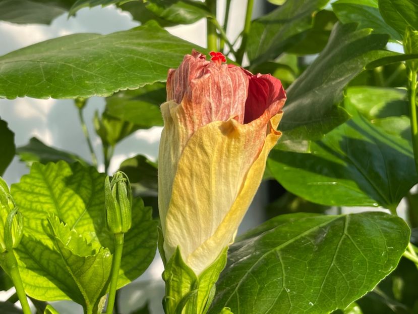  - Luv -Posog- Memories