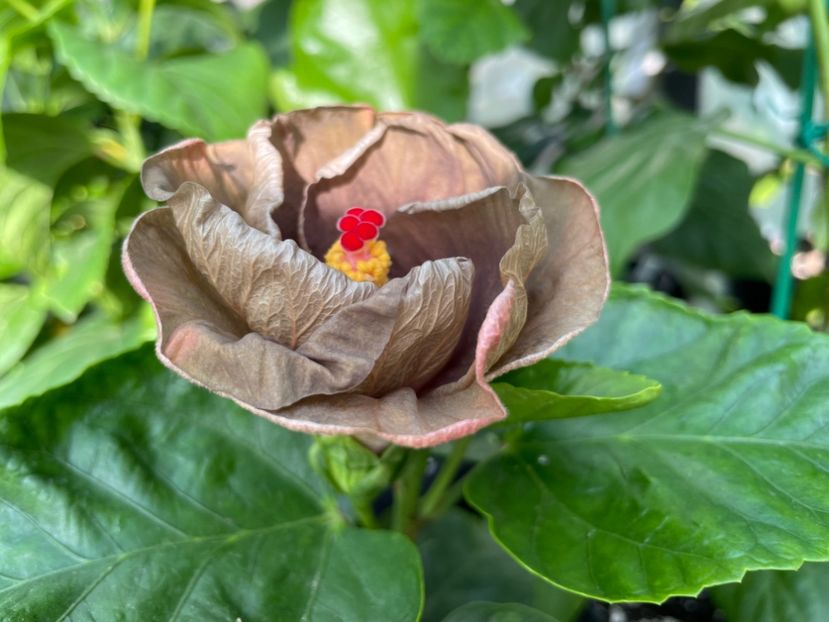  - Teng s black phantom