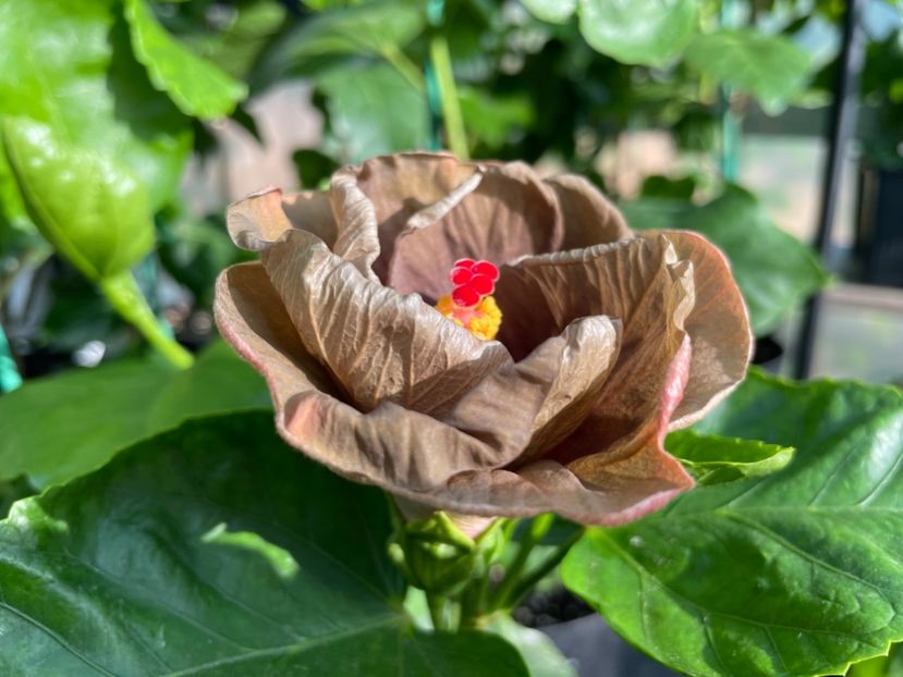  - Teng s black phantom