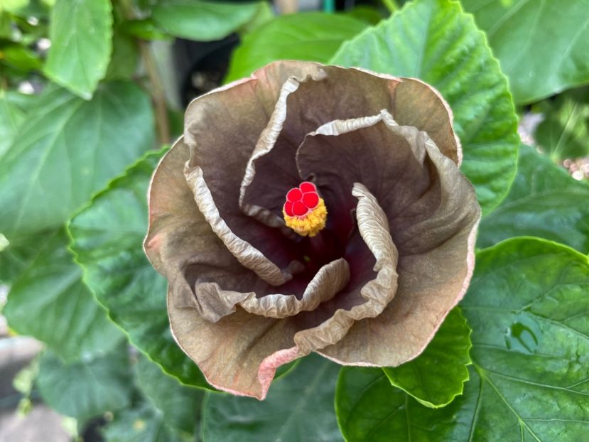  - Teng s black phantom