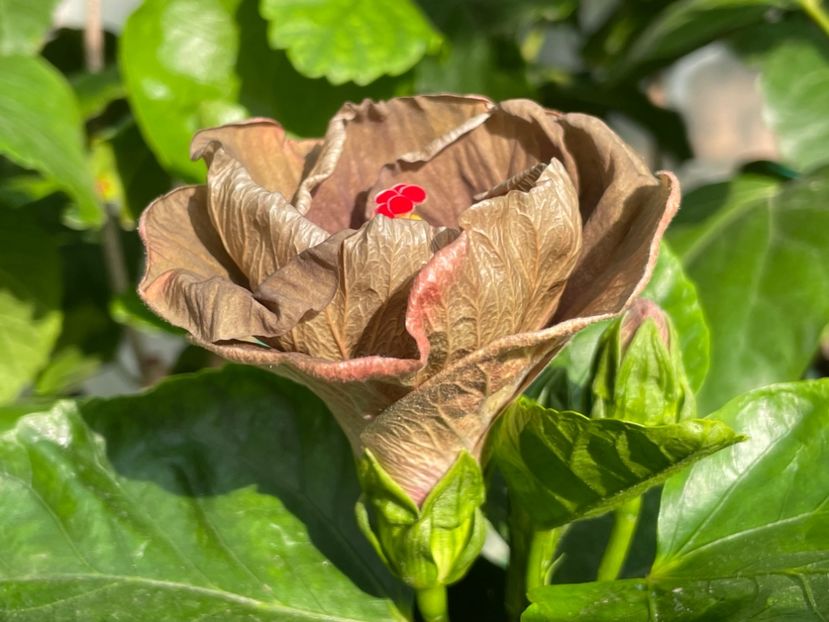  - Teng s black phantom