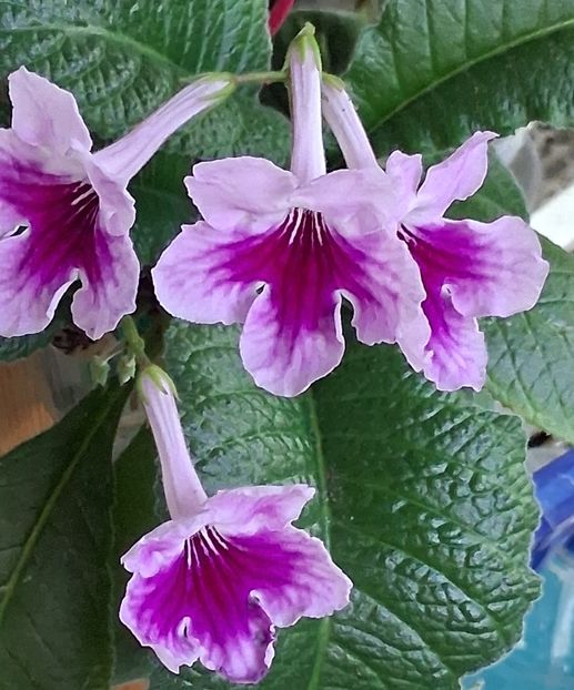  - STREPTOCARPUS