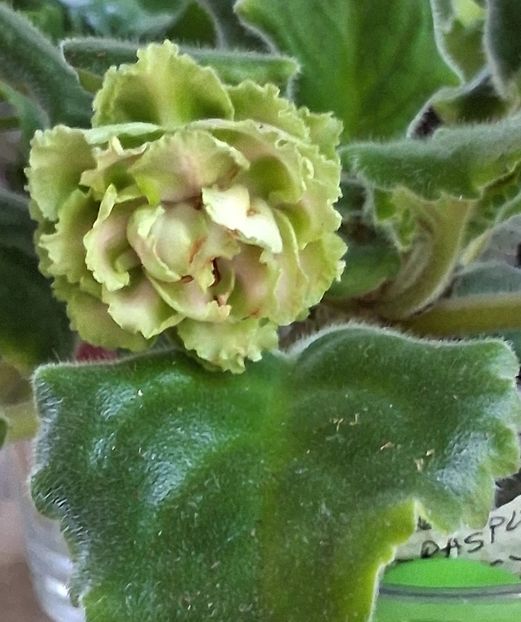  - EK Raspletalo Leto Kosy 2