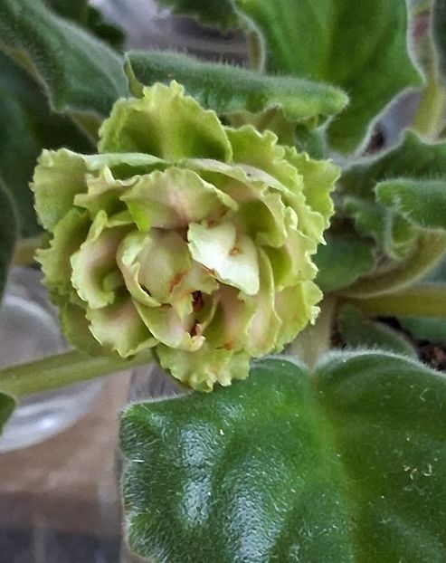  - EK Raspletalo Leto Kosy 2