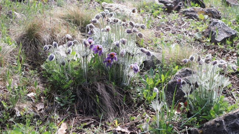 31.03.2025 IMG_9090 - flori de primavara 2024