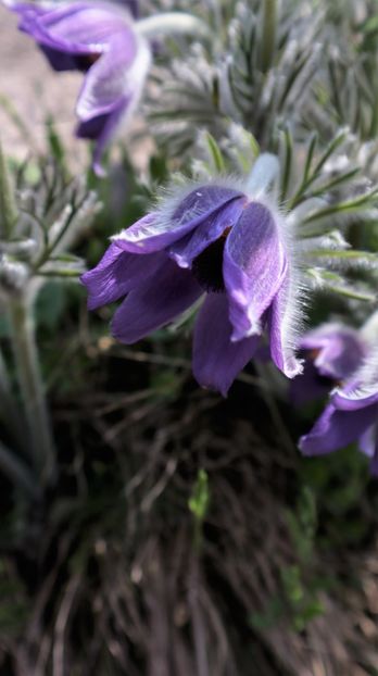 31.03.2025 IMG_9150 - flori de primavara 2024