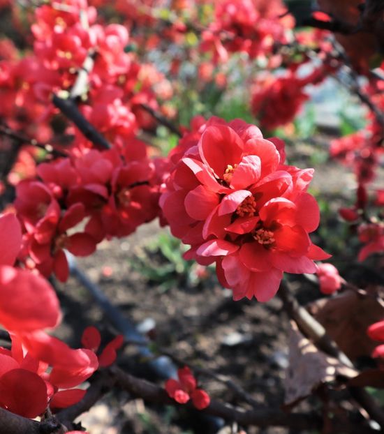 31.03.2025 IMG_9125 - flori de primavara 2024