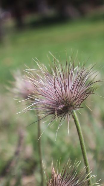 31.03.2025 IMG_9155 - flori de primavara 2024