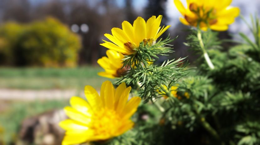 31.03.2025 IMG_9102 - flori de primavara 2024