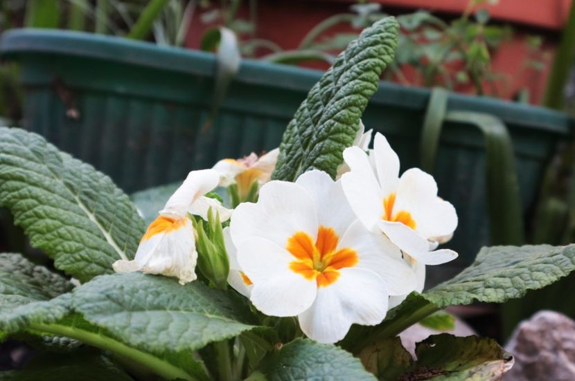 31.03.2025 IMG_9190 - flori de primavara 2024