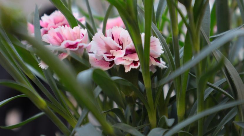 GAROFITA PARFUMATA 31.03.2025 IMG_9193 - flori de primavara 2024