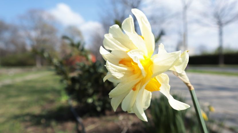 IMG_9136 - flori de primavara 2024