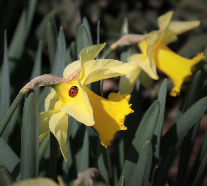 Ghiocel  IMG_9142 - flori de primavara 2024